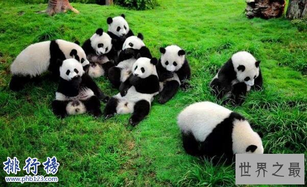 中国十大濒危动物排行榜 中国即将灭绝的动物