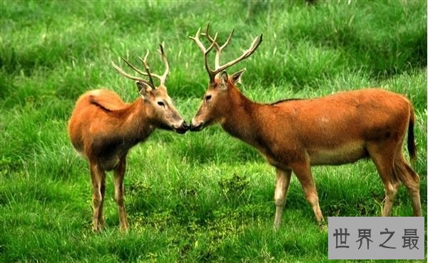 中国十大濒危动物排行榜 中国即将灭绝的动物