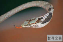 世界上最恐怖的蛇 眼镜王蛇垫底,非洲腾蛇毒性无药可治