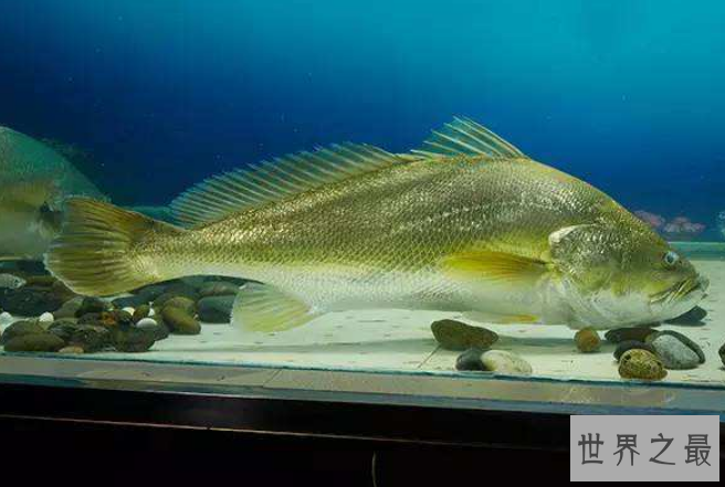 世界十大珍稀海洋动物 这些珍稀生物，你认识几种