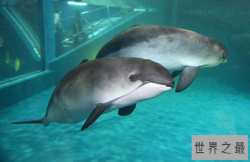 世界十大珍稀海洋动物 蓝鳍金枪鱼上榜,第二有“美人鱼”美称