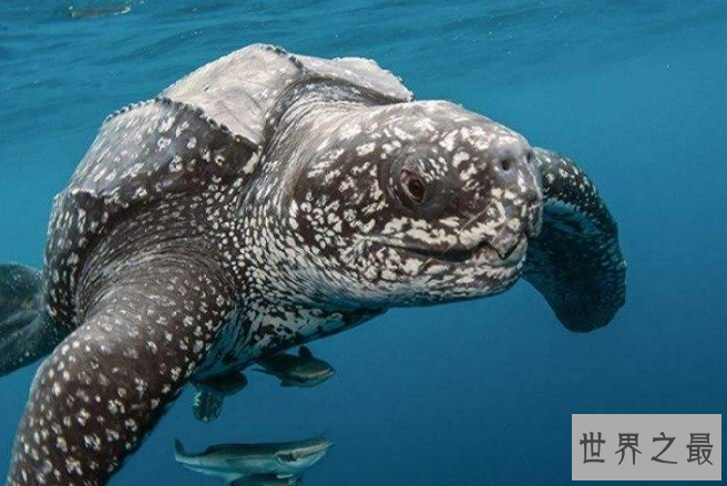 世界十大珍稀海洋动物 这些珍稀生物，你认识几种