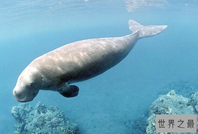 世界十大珍稀海洋动物 这些珍稀生物，你认识几种