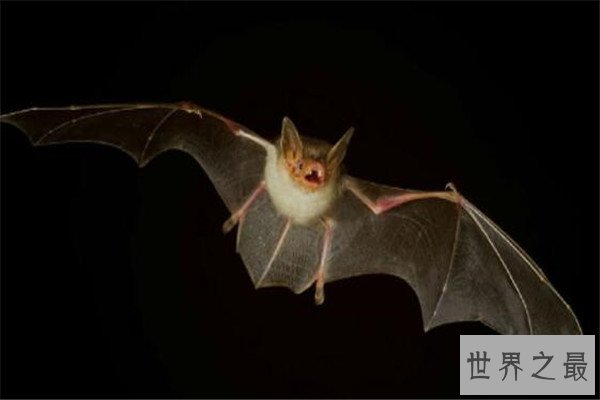 世界十大具有超能力的动物 蜂蜜獾无所畏惧，第三能控制宿主