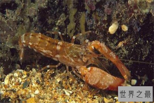 世界十大具有超能力的动物 蜂蜜獾无所畏惧，第三能控制宿主