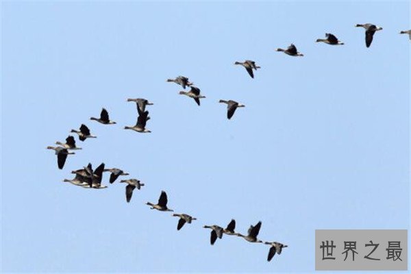 世界十大具有超能力的动物 蜂蜜獾无所畏惧，第三能控制宿主