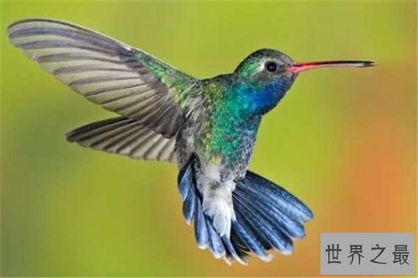 世界十大具有超能力的动物 蜂蜜獾无所畏惧，第三能控制宿主