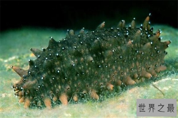 世界十大具有超能力的动物 蜂蜜獾无所畏惧，第三能控制宿主