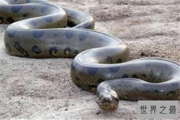 世界十大具有超能力的动物 蜂蜜獾无所畏惧，第三能控制宿主