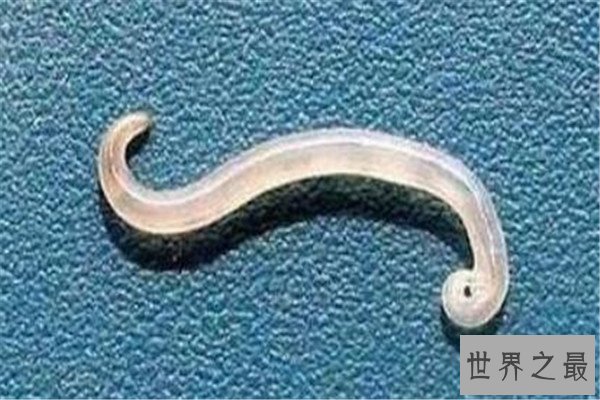 世界十大具有超能力的动物 蜂蜜獾无所畏惧，第三能控制宿主