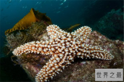 中国十大毒鱼：河豚上榜，它是海洋里的医生