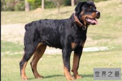 十大打架很厉害的狗：斗牛梗上榜，它最为勇敢