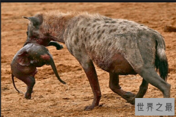 十大咬合力最强的狗：藏獒上榜，第一可以达到1360斤