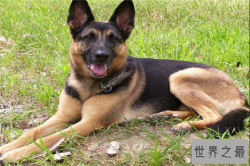 世界十大最危险的猛犬：杜宾犬上榜，狼狗第一