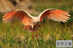 我国十大濒临灭绝的动物：金丝猴上榜，它是水中大熊猫