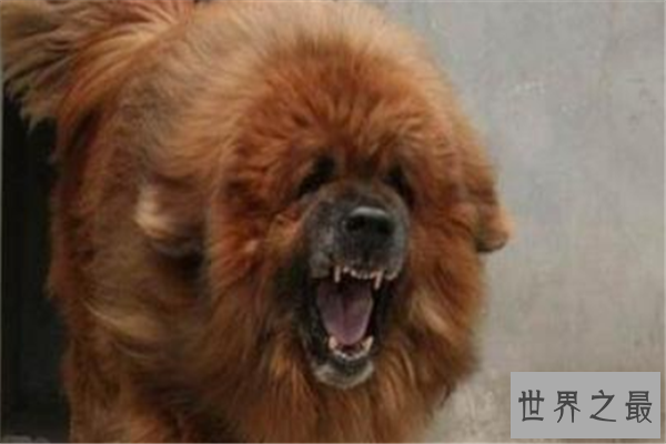 【最凶悍的十大名犬：巴西非勒上榜，它是猛犬霸主】图1