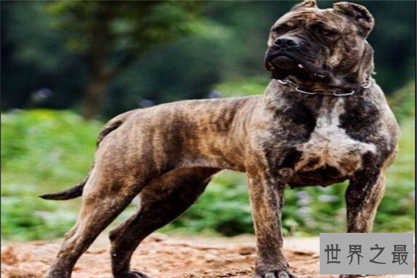 【最凶悍的十大名犬：巴西非勒上榜，它是猛犬霸主】图4