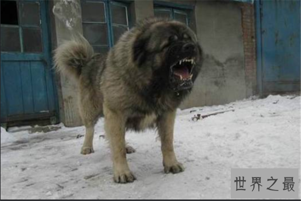 【最凶悍的十大名犬：巴西非勒上榜，它是猛犬霸主】图2