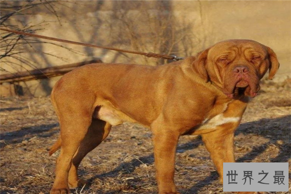 【最凶悍的十大名犬：巴西非勒上榜，它是猛犬霸主】图3