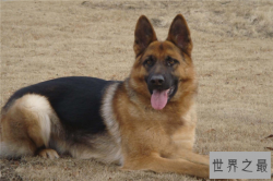 最聪明的十大警犬：昆明犬上榜，杜宾犬第二