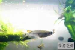 生命力最强十种鱼：黑裙鱼上榜，它身上有两条金边