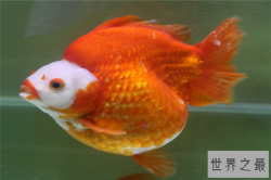 四大风水鱼：锦鱼上榜，它能够辟邪镇宅