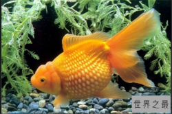 十大养不死的冷水鱼：锦鲤上榜，它的鱼鳞似珍珠