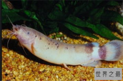 十大智商很高的鱼：石斑鱼上榜，它是好运的象征