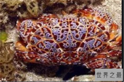 世界十大毒蟹：招潮蟹上榜，它被称为眼镜蛇蟹