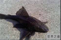 世界最脏的鱼排行：清道夫上榜，它是水族箱清洁工