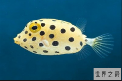 世界十大最萌的鱼：蓝线雀鱼上榜，它形似小猪仔