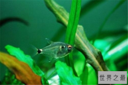 海里的十大毒鱼：大白鲨上榜，它是水中高压线