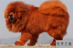 世界十大最凶猛的动物：黑熊上榜，它是森林之王