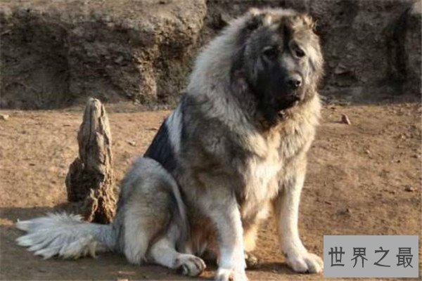 世界十大猛犬排名 杜高犬打得过野猪，你认识哪几种