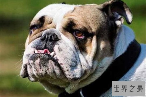 世界十大猛犬排名 杜高犬打得过野猪，你认识哪几种