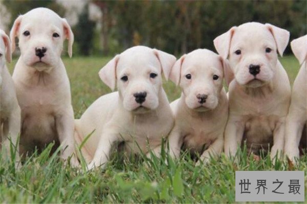 世界十大猛犬排名 杜高犬打得过野猪，你认识哪几种