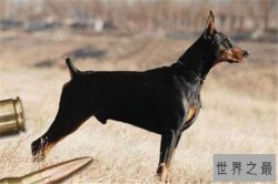 世界十大猛犬排名：杜高犬打得过野猪，你认识哪几种