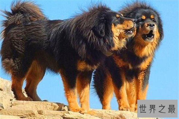 世界十大猛犬排名 杜高犬打得过野猪，你认识哪几种