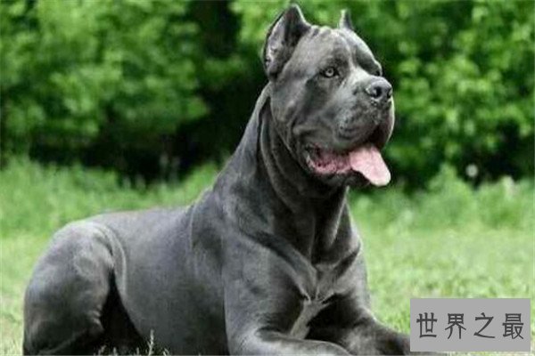 世界十大猛犬排名 杜高犬打得过野猪，你认识哪几种