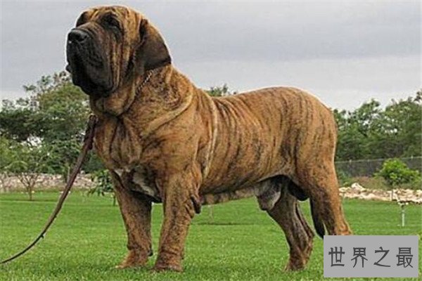 世界十大猛犬排名 杜高犬打得过野猪，你认识哪几种