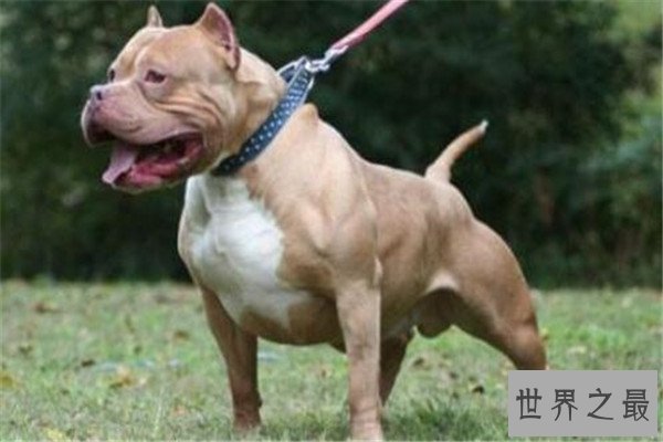 世界十大猛犬排名 杜高犬打得过野猪，你认识哪几种