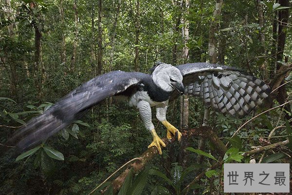 世界十大老鹰排名