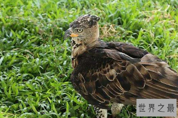 世界十大老鹰排名