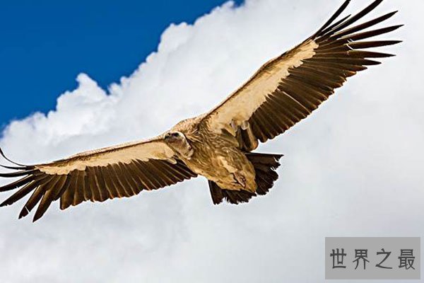 世界十大老鹰排名