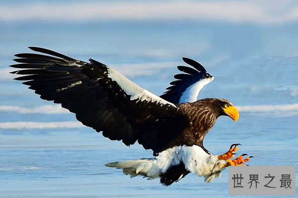 世界十大老鹰排名