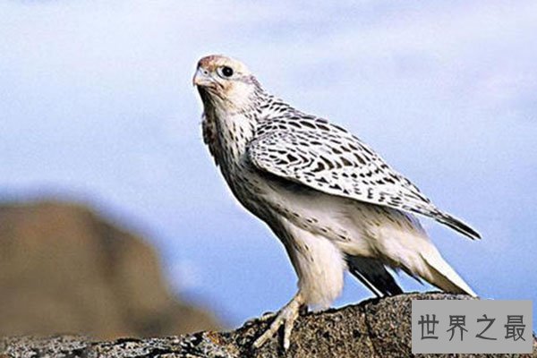 世界十大老鹰排名