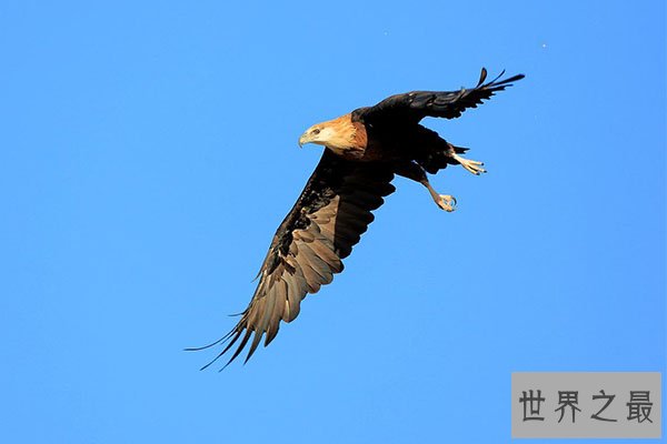 世界十大老鹰排名