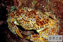 世界十大最毒的螃蟹 铜铸熟若蟹一口就能致人死亡