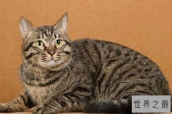 世界十大最适合新手养的猫 中国狸花猫独立性很强
