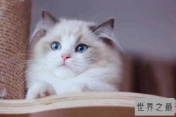 世界十大最粘人的猫 布偶猫不能忍受孤单缅因猫外表粗犷
